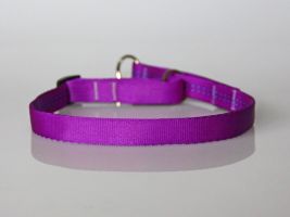 Halsband & Leine lila zum Setpreis!